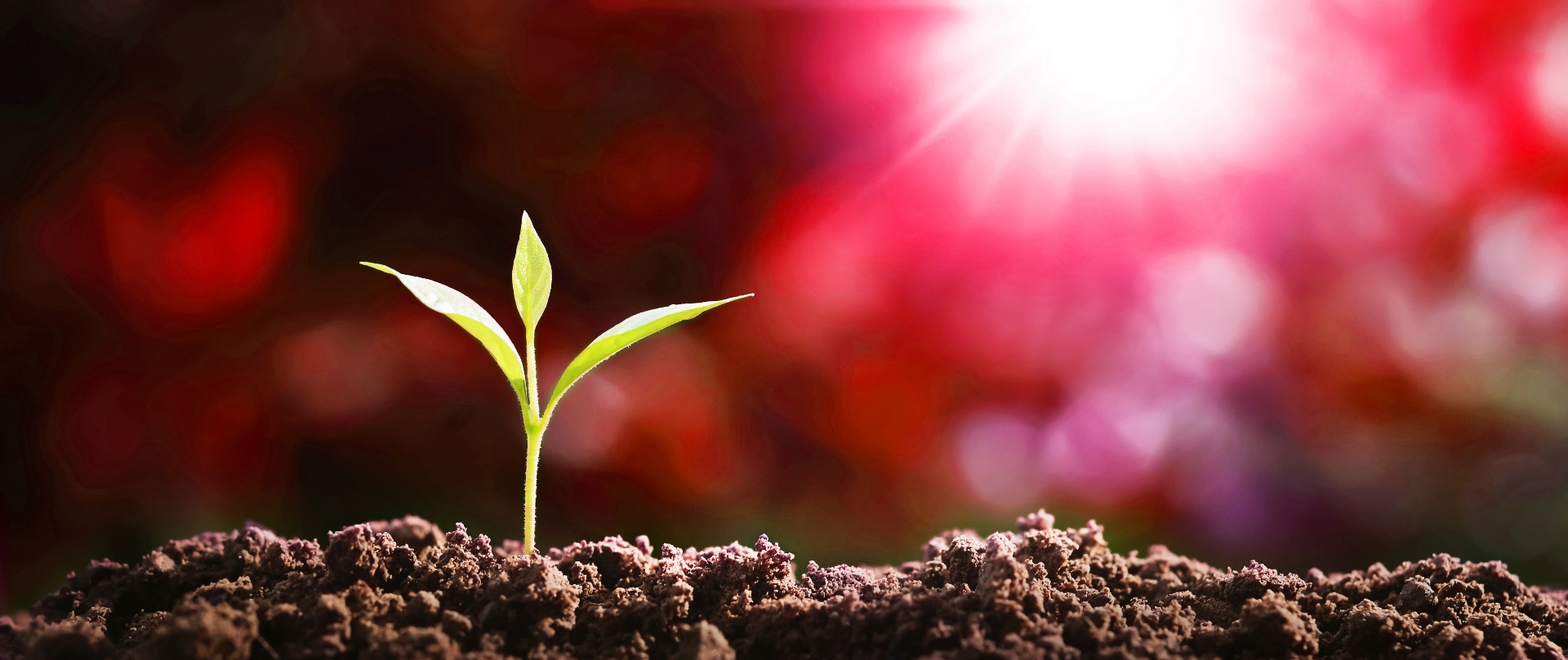 Plant growing
